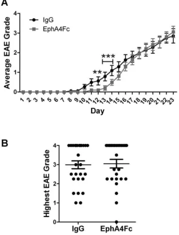 Figure 7. Clinical scoring of EAE-affected IgG control and EphA4Fc treated mice. Paralysis in EAE-affected mice was assessed by clinical scoring up to 23 days post-immunisation