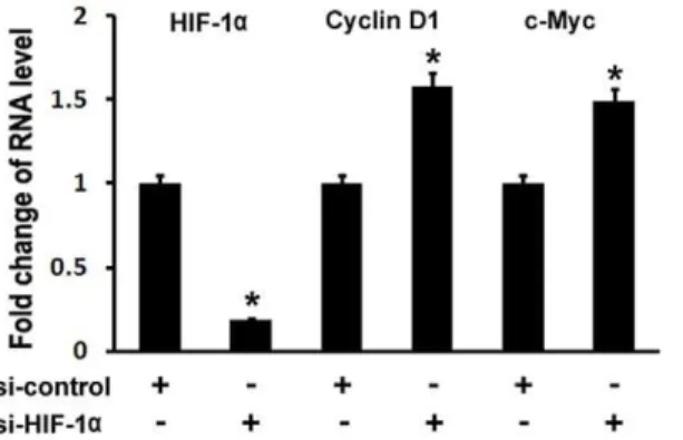 Figure 4. HIF-1 a inhibits Wnt pathway in vitro. (A) HIF-1a inhibited Topflash reporter activity in a dose-dependent manner.
