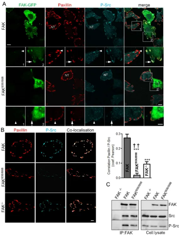 Figure 8. P-Src distribution and interaction in FAK -/- , wild-type FAK and FAK I936/I998 cells