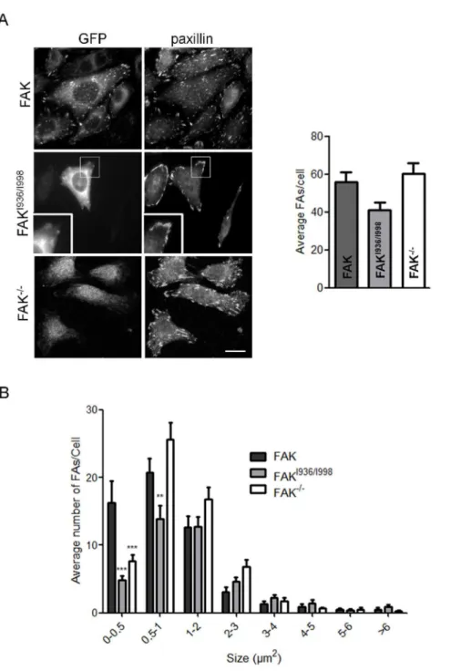 Figure 3. Quantification of focal adhesions in FAK, FAK I936/I998 and FAK -/- cells. (A) Confocal images from fixed FAK -/- cells expressing or not wild-type or mutant FAK-GFP and immunostained for paxillin