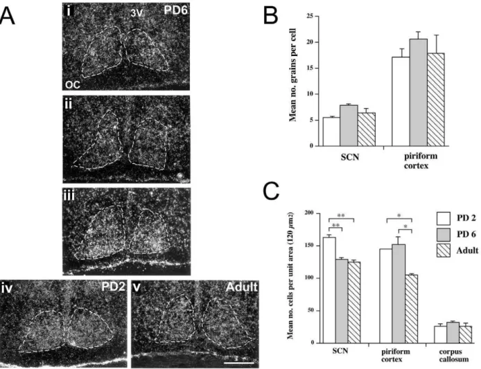 Figure S1 Hybridization of NR1 variable region probes in rat forebrain. Shown are the PAN (top), N1, C1 and C2Figure 6