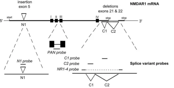 Table 1. Insert components and commonly used nomenclature for the eight NMDAR1 splice variants.