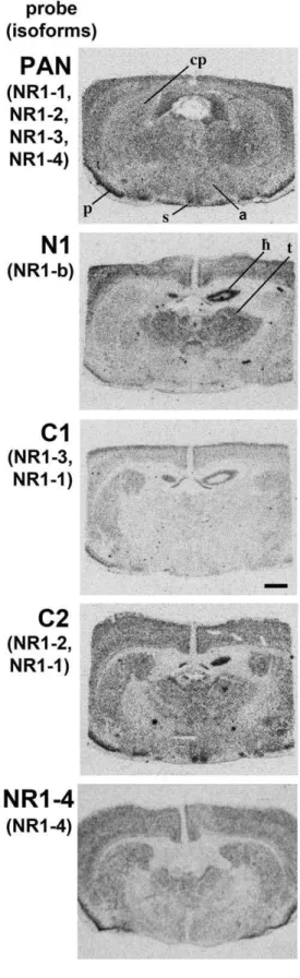 Figure 2 and Figure S1 show representative hybridized sections from the adult hamster and adult rat, respectively, and Table 2 and Table 3 show a general assessment from autoradiographs of regional binding of NR1 probes in adult Siberian hamster and adult 