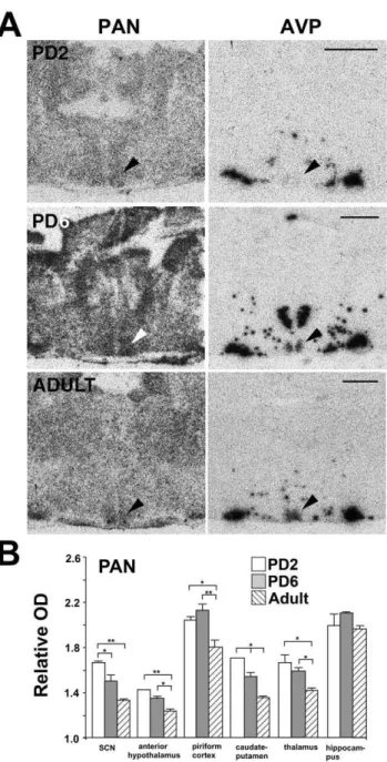 Figure 3. NR1 gene expression in the Siberian hamster forebrain at different developmental ages