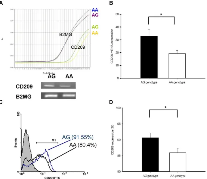 Figure 1. CD209 mRNA and cell surface expression on MDDCs with AA or AG genotype of rs4804803