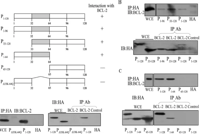 Figure 4. BEX1 fails to localize to the mitochondria without residues 33K-64Q. A. Fluorescence of live KR cells expressing BEX1D33K-64Q-GFP or an empty vector control (GFP)