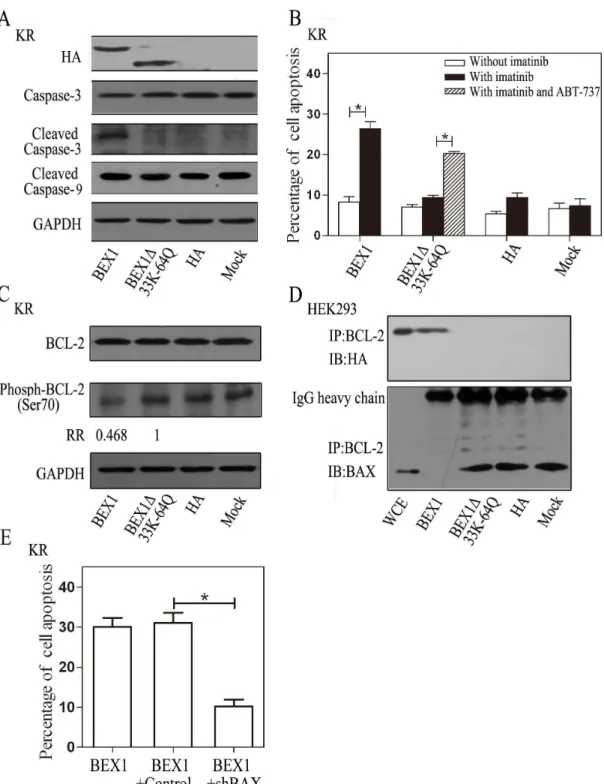Figure 5. BEX1 promotes apoptosis by interfering with BCL-2 phosphorylation and heterodimerizing with BAX