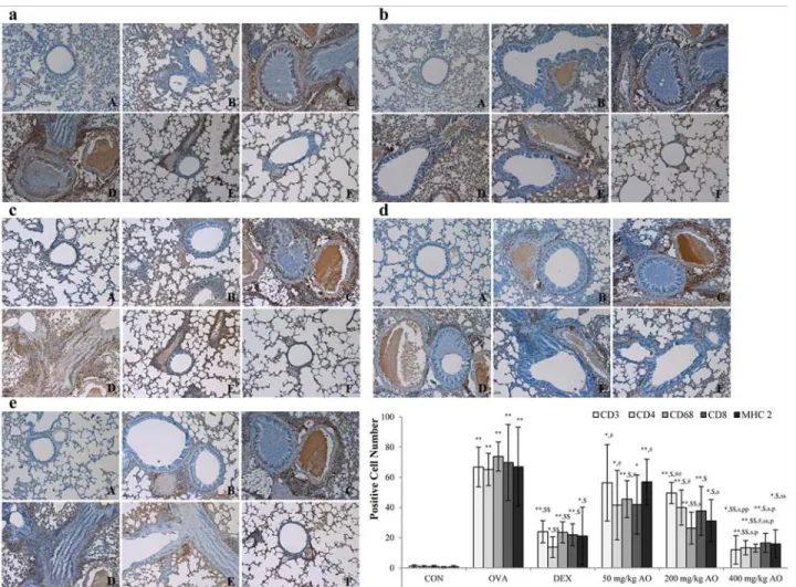 Fig 4. AO dose-dependently suppressed asthma-related histopathological changes in mouse lungs