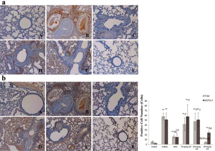 Fig 5. AO dose-dependently suppressed the expression of T-helper (Th) cells, cytotoxic T cells, and the T-cell co-receptor and inhibited the expression of macrophage and MHC class II in asthma