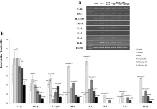 Fig 6. AO reduced the expression of transcription factors to control Th1 cells proliferation and Th2 cells