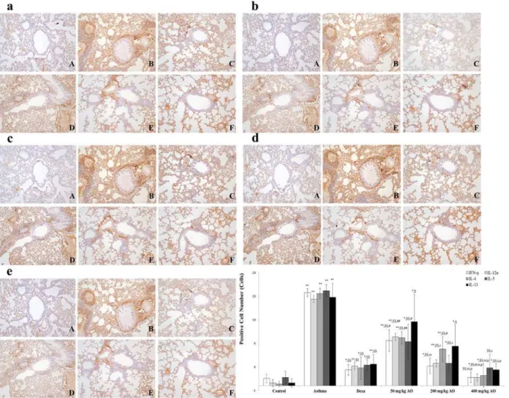 Fig 7. AO suppressed the expression of Th1/2-related cytokines in OVA-induced asthma. Treatment with 400 mg/kg/day AO for 5 days suppressed the expression of IL-1β mRNA