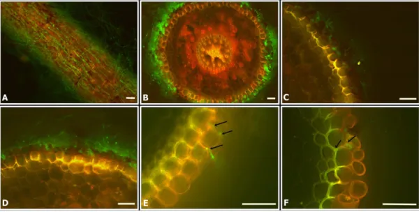 Fig 5. Optical fluorescence microscopy (OFM) with a FITC filter (459–490 nm), Rhodamine filter (546 nm) and an overlapped image with both filters, showing sugarcane root colonization (variety SP80-1842) by T20