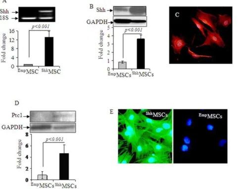 Figure 1. In vitro characterization of Shh MSCs. (A) RT-PCR and (B) Western blotting showed significant amplification of Shh transgene and Shh protein expression in Shh MSCs as compared with Emp MSCs on 72-h after transfection