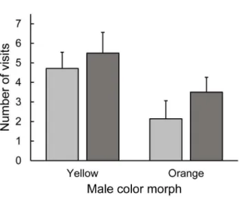 Figure 2. Preference of female Urosaurus ornatus when present- present-ed with orange and yellow males (visual experiment)