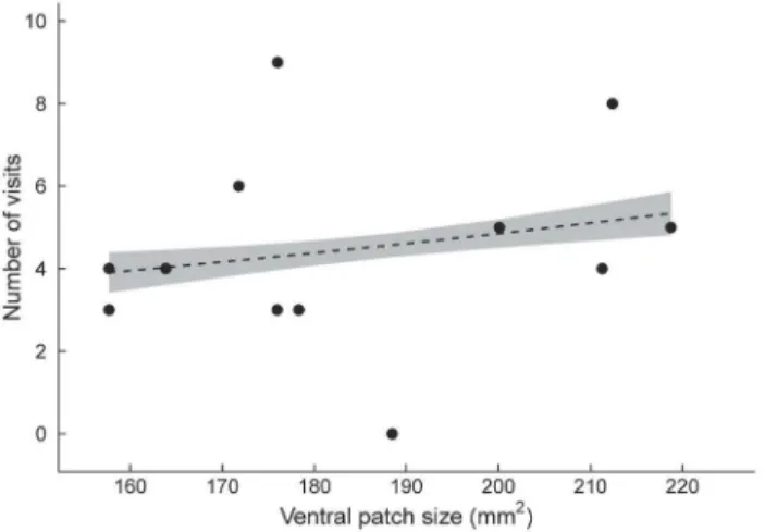 Figure 3. Relationship between male Urosaurus ornatus ventral patch size and orange female preference (visual experiment).