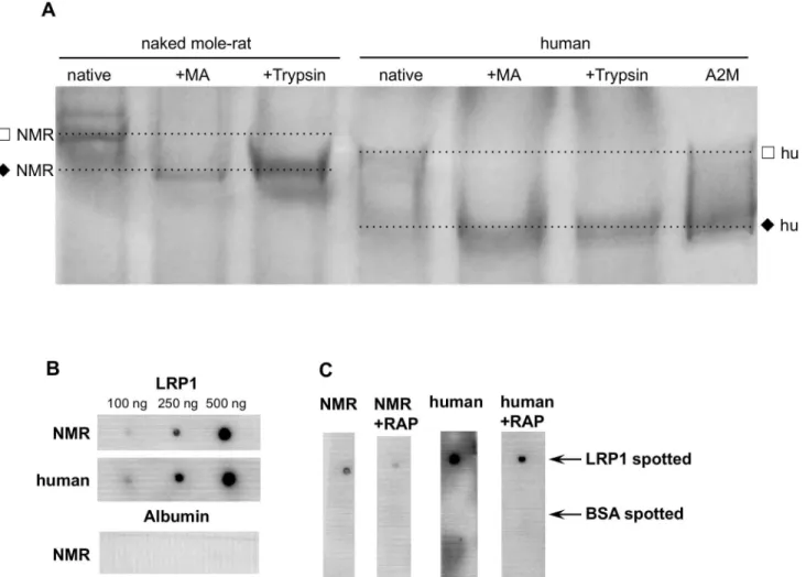 Fig 3. RATE electrophoresis of NMR and human plasma and analysis of the receptor-binding properties of their A2M