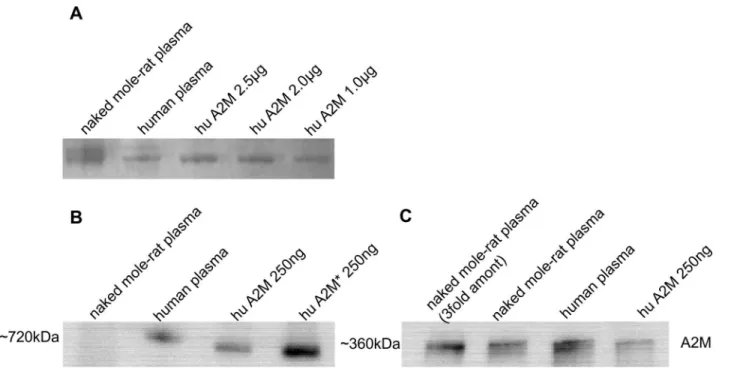 Fig 4. Western blot of plasma from NMR and human for alpha-2 macroglobulin. The determination of A2M in plasma samples was performed by electrophoresis in 7% SDS-gel using NMR and human plasma, 30 μg each, and purified human A2M (1–2.5 μg)