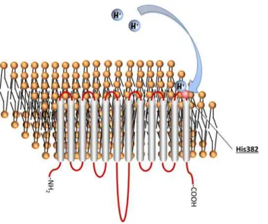 Fig 8. His382 is extracellular pH sensor. Taken together, our findings demonstrate that the non-conserved residue His382 in the extracellular loop of MCT4 is essential for pH regulation of MCT4-mediated lactate transport activity