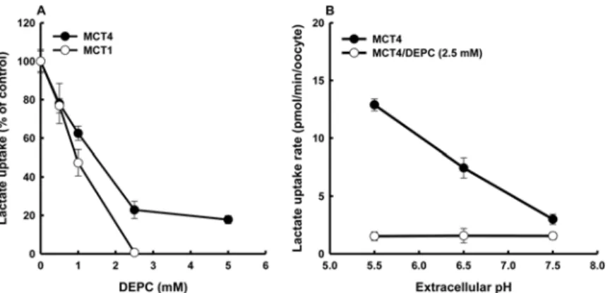 Fig 2. Inhibitory effects of DEPC on MCT4-mediated uptake of lactate. (A) Oocytes expressing MCT4 and MCT1 were washed and incubated at 25°C with DEPC at different doses