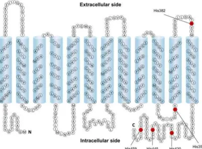 Fig 6. Putative topology of human MCT4. The histidine residues of MCT4 are shown in red.