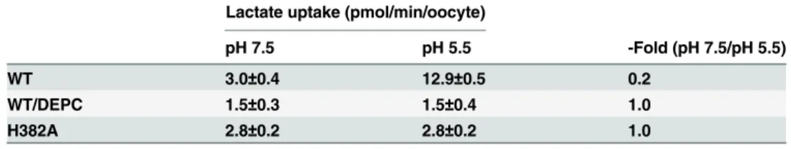 Table 3. pH regulation of wild-type and mutant MCT4 functions.