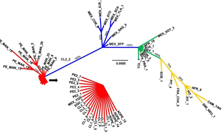 Figure 1. Unrooted Bayesian phylogenetic analysis of three mitochondrial genes (COI, 16s rRNA, and 12s rRNA) of A