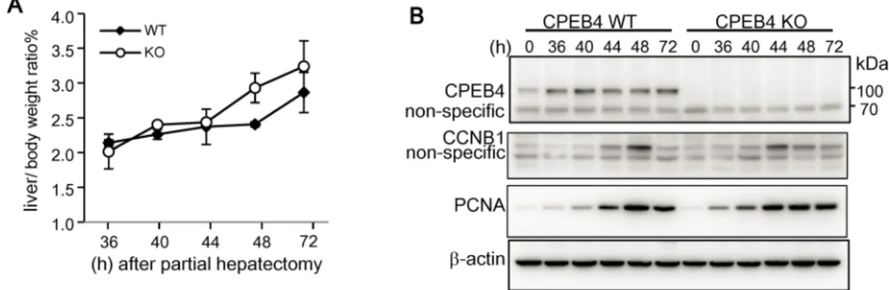 Fig 1. Normal liver regeneration in CPEB4-knockout (KO) mice after partial hepatectomy (PH)