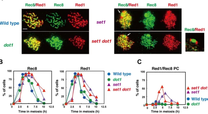 Figure 6. Set1 promotes normal assembly of chromosome axes. (A) Immunostaining analysis of chromosome proteins, Red1 (red) and Rec8 (green), were carried out for wild type and different mutant strains