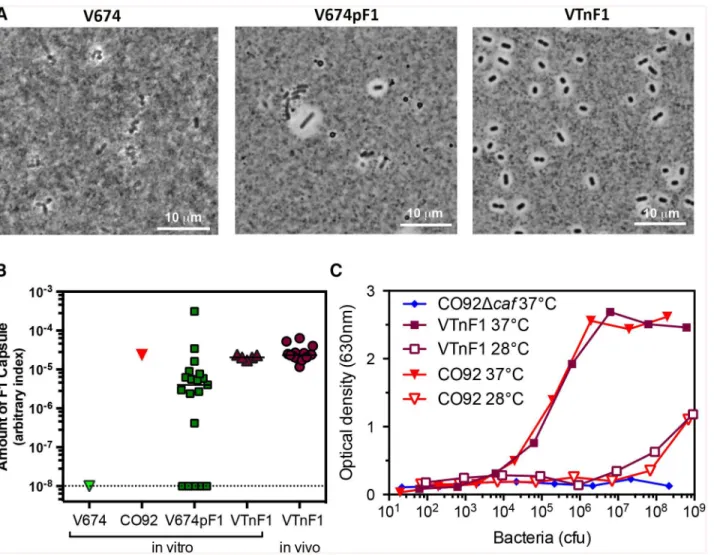 Fig 1. F1 capsule production. (A) V674, V674pF1, and VTnF1 bacteria grown at 37°C were re-suspended in India ink and observed by microscopy
