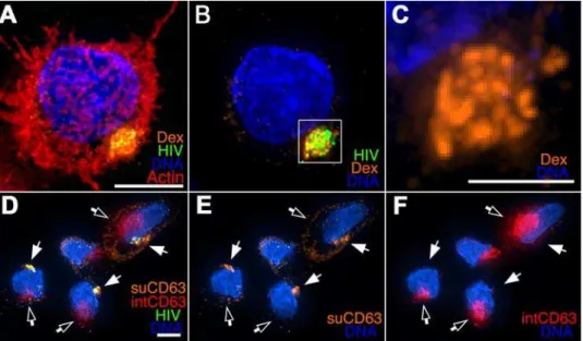 Figure 9A and 9B summarizes two competing models of trans - -infection that have been presented in the literature
