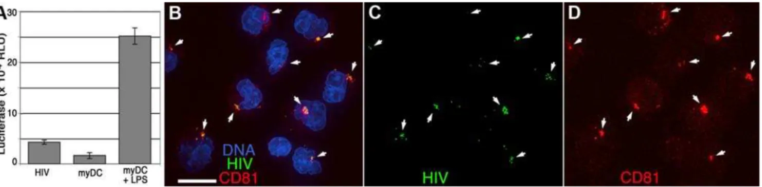 Figure S1 demonstrates that unstimulated, immature MDDCs do not efficiently sequester HIV into a similar compartment in short term cultures
