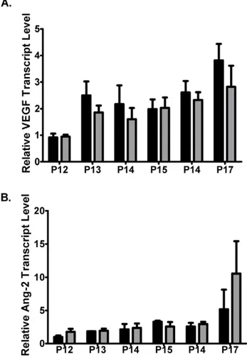 Figure 5. Vascular pathology is decreased in PSMA null animals undergoing OIR. A) Retinas were harvested from OIR mice at P12 (left), P15 (center) and P17 (right)