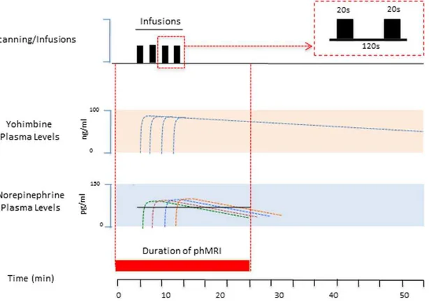 Figure 1. phMRI of Yohimbine. Top: Yohimbine Infusion Procedure. Following a 5 min baseline, yohimbine was infused in four separate infusions, each infusion lasting 20 sec, and with an interinfusion interval of 2 min, as shown in the box (see Text)