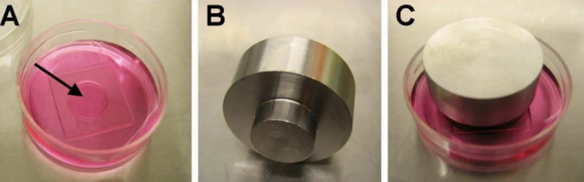 Figure 1. 3D pressure set up. Fibroblasts were embedded into a collagen gel within the well of a Mattek dish (A) and allowed to establish in the gel for 5 days