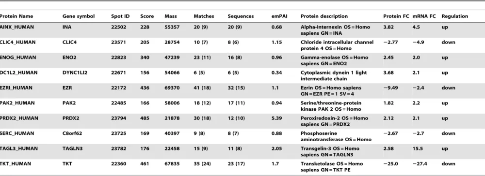 Table 1. The common differentially regulated gene (mRNA (n = 3), (p # 0.05) and protein (n = 3), (p # 0.01)) expression pattern after 14 days differentiation.