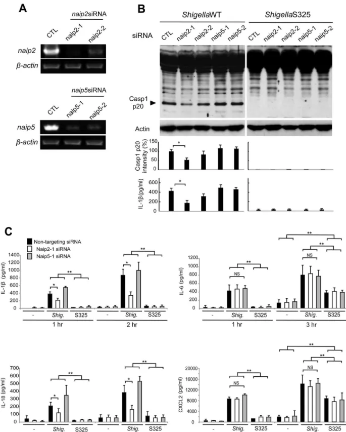 Figure 3. Shigella induces caspase-1 activation via Nlrc4, Asc and Naip2 in macrophages