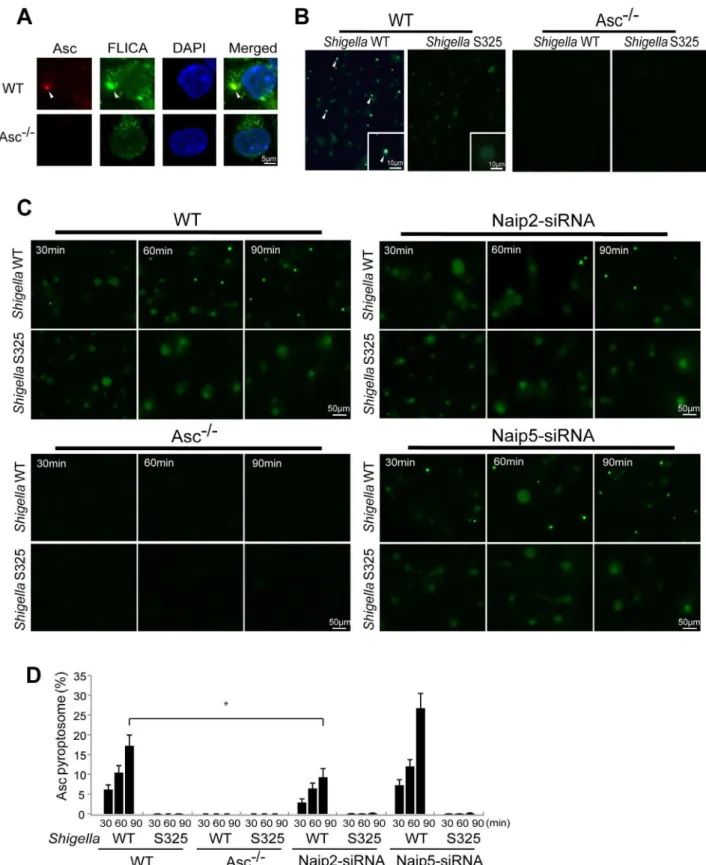 Figure 4. Shigella induces Naip2-dependent Asc pyroptosome formation in macrophages. WT (A–D), Asc 2/2 (A–D), Naip2-deficient (siRNA) or Naip5-deficient (siRNA) (C) BMDM were infected with Shigella WT or S325 mutant for up to 90 min (A–D)