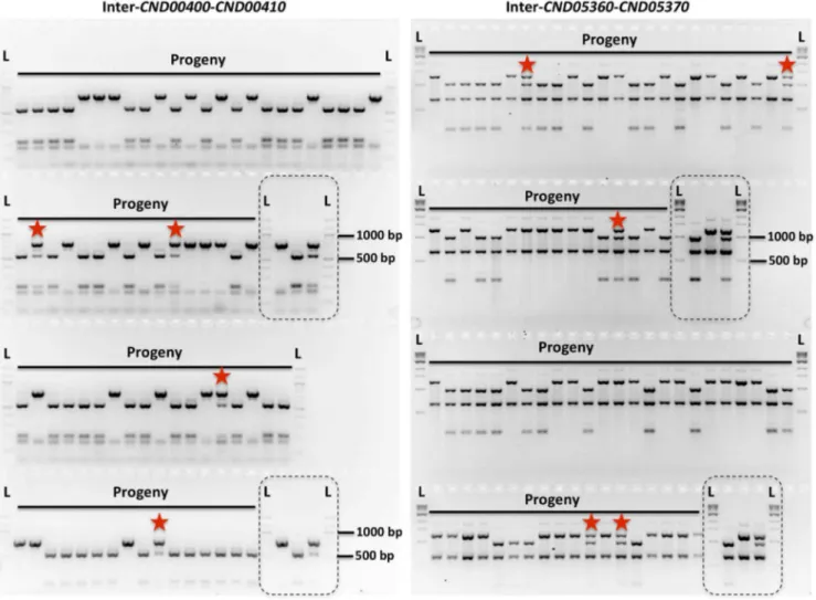 Fig. 2. Genetic markers and genotyping of the meiotic progeny. Shown here are results of genotyping of meiotic progeny from a - a unisexual reproduction strains 431 a and XL280 a SS