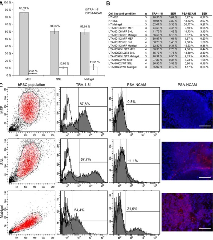 Figure 4. The amount of TRA-1-81 and PSA-NCAM positive cells in hPSC cultures. A) The amount of TRA-1-81 positive cells was higher and the expression of PSA-NCAM positive cells was lower in MEF feeder cultures than in SNL or Matrigel cultures