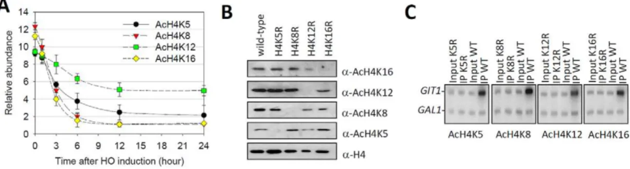 Figure 2. Histone H4K12 acetylation survives heterochromatin formation. (A) ChIP analyses of H4K5 acetylation, K8 acetylation, K12 acetylation and K16 acetylation in the time course of HO induction