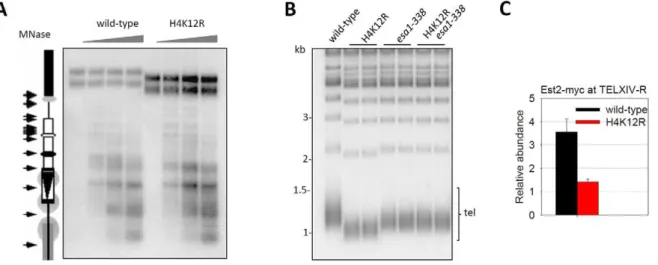 Figure 4. Histone H4K12 acetylation regulates telomere replication. (A) Sensitivity of subtelomere III-L chromatin to MNase