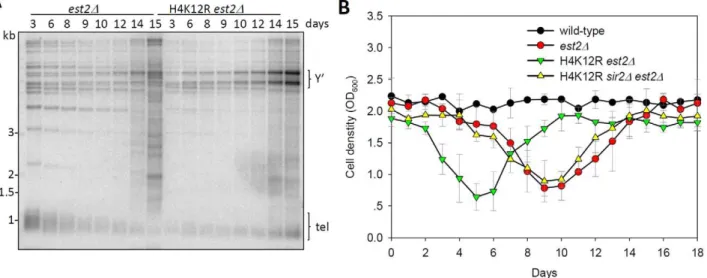 Figure 6. Histone H4K12 acetylation regulates telomere recombination. (A) Telomere-blot of est2D and est2D H4K12R cells
