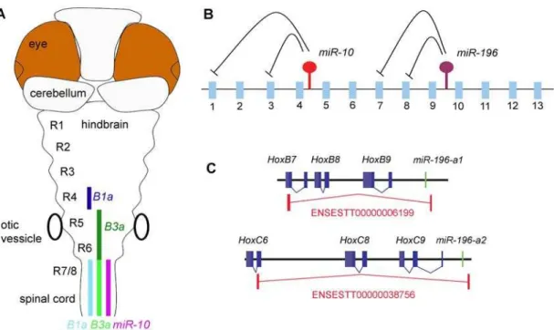 Figure 9. Post-transcriptional regulatory interactions within the hox clusters. A) Schematic representation of miR-10 and target gene expression in the Zebrafish hindbrain