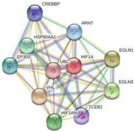 Fig. 1. Molecular interactions of HIF-1alpha    (STRING 10.0 database)