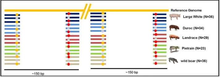 Figure 1. Schematic drawing showing the expected alignment between reads and the reference genome