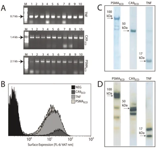 Figure 4B shows the S. carnosus surface-expression of the target genes from the pSCEM2 vector as determined by flow cytometry.