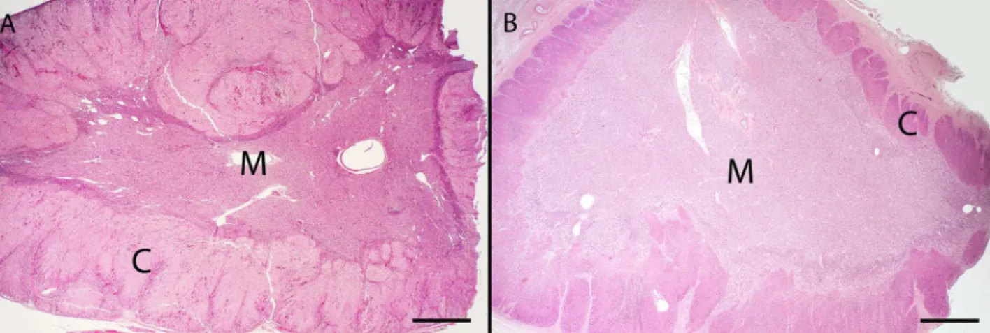 Fig 1. Hematoxalin and eosin stained sections of adrenal glands from common bottlenose dolphins (Tursiops truncatus) C = cortex; M = medulla.