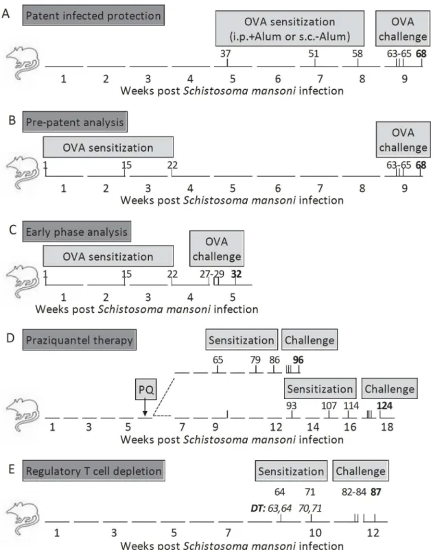 Figure 1. Experimental models for examining S. mansoni -mediated suppression of AAI. A Patent Infected Protection (PiP)