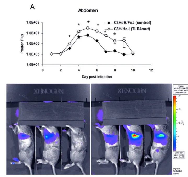 Figure 6. Increased viral replication in TLR4 mutant abdomens is more pronounced at higher viral dose