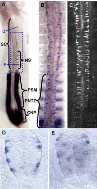 Figure 1. Differential rostro-caudal pattern of Delta-1 expression in the prospective chick spinal cord and its spatial correlation to neurogenesis